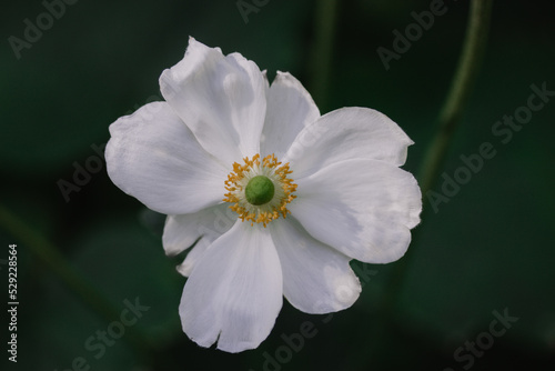 White Japanese anemones on a green natural background. Growing hybrid plants in a botanical garden. Flowering of summer and fall plants. Macro photos of nature. Honorine jobert anemone flower close up