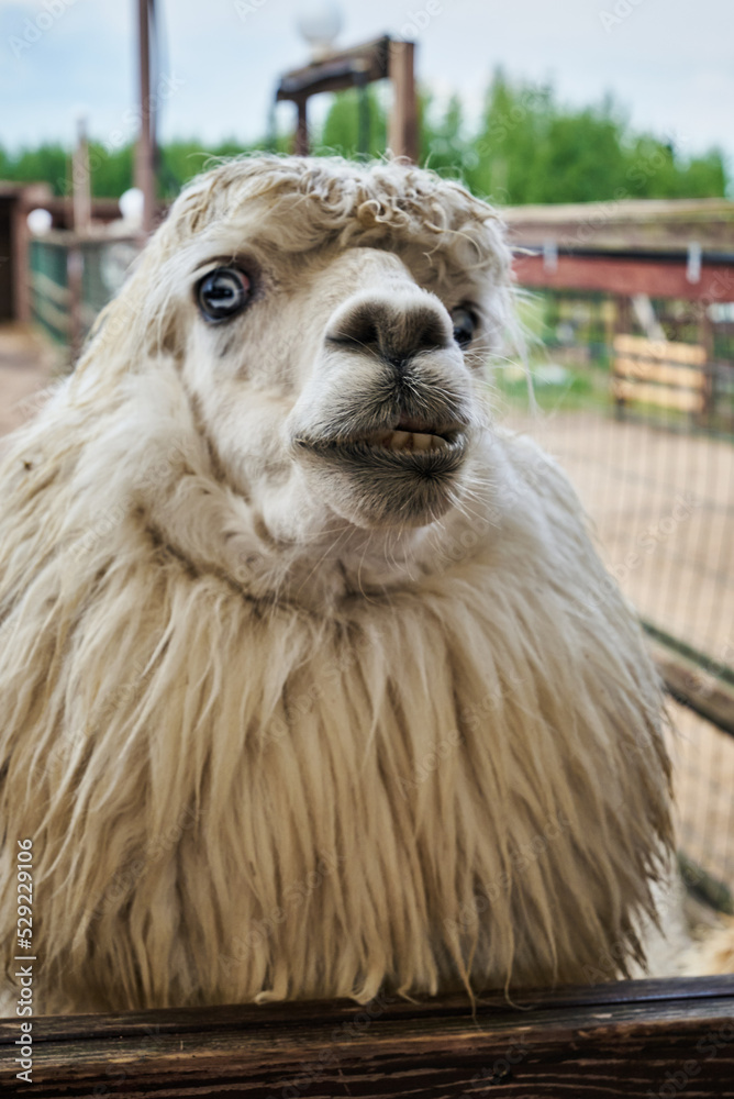 Crazy funny white alpaca face close-up portrait. High quality photo Crazy funny white alpaca face close-up portrait. High quality photo