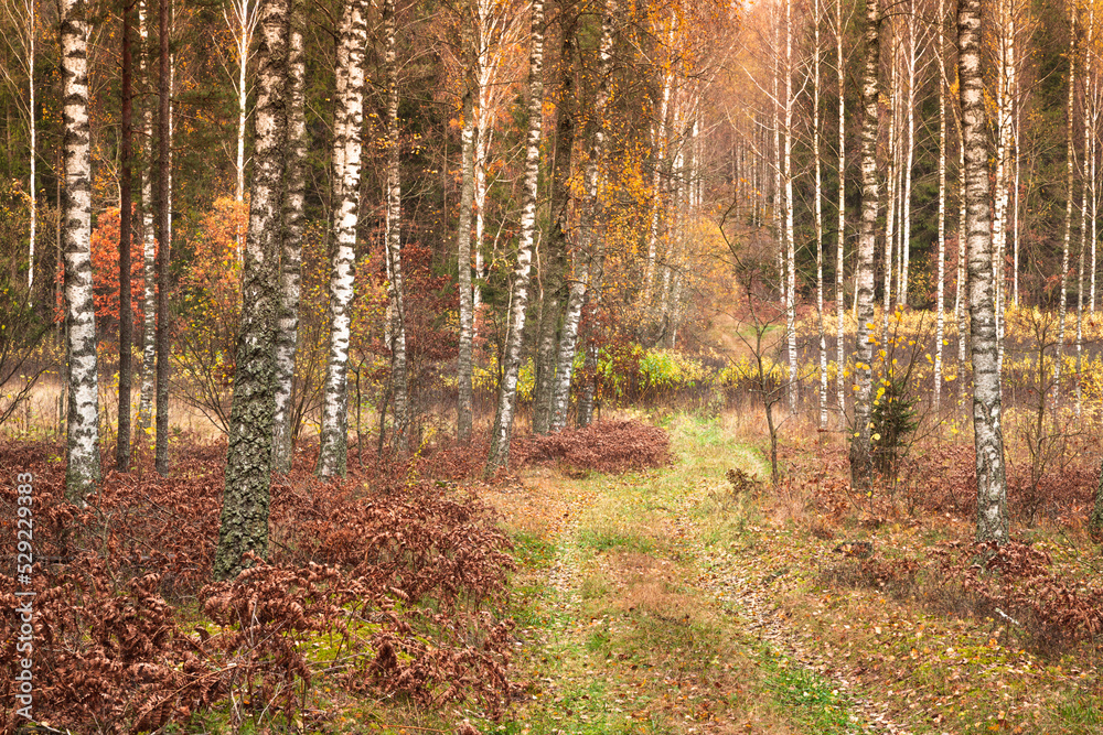 Fototapeta premium Misty autumn forest. Red autumn in misty forest. Morning fog in autumn forest