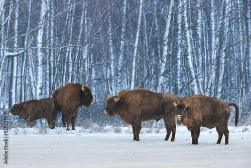 Mammals European bison Bison bonasus in winter time Knyszyn Forest Poland Europe