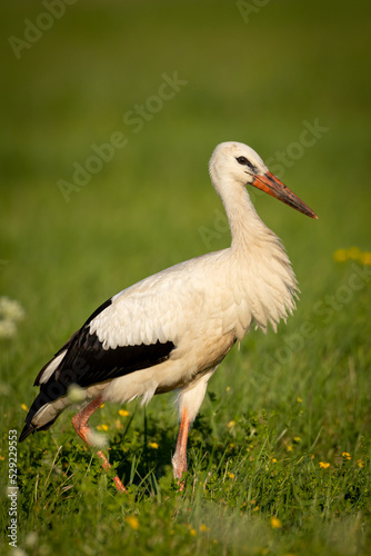 A white stork Ciconia ciconia walking among green meadow