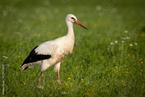A white stork Ciconia ciconia walking among green meadow