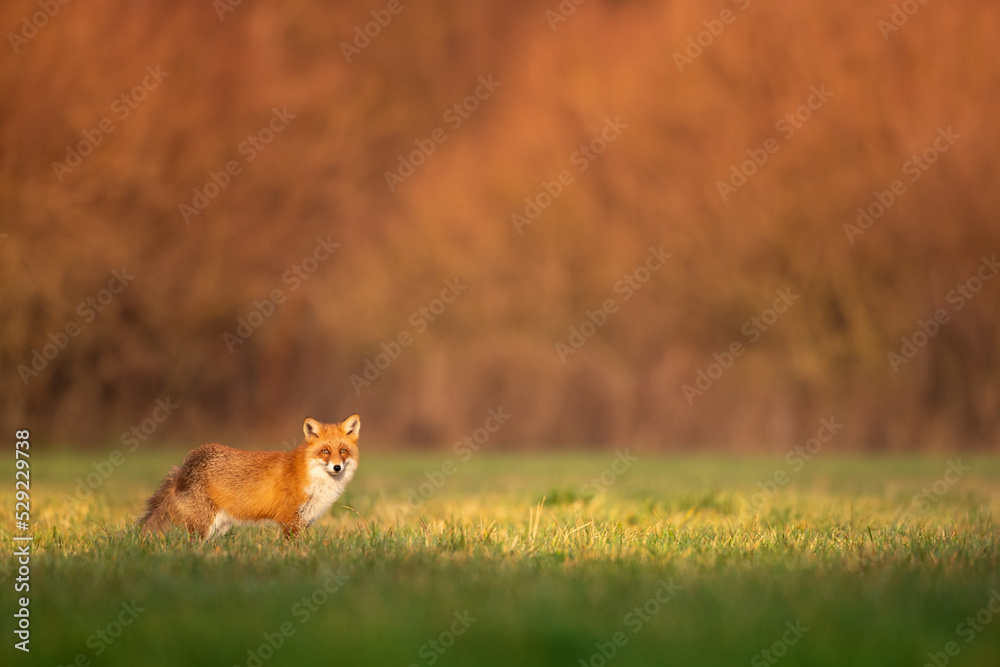 Obraz premium Fox (Vulpes vulpes) in autumn scenery, Poland Europe, animal walking among green meadow in amazing warm light