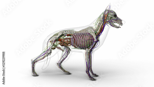 3D render of dog complete anatomy with transparent body in clean white background