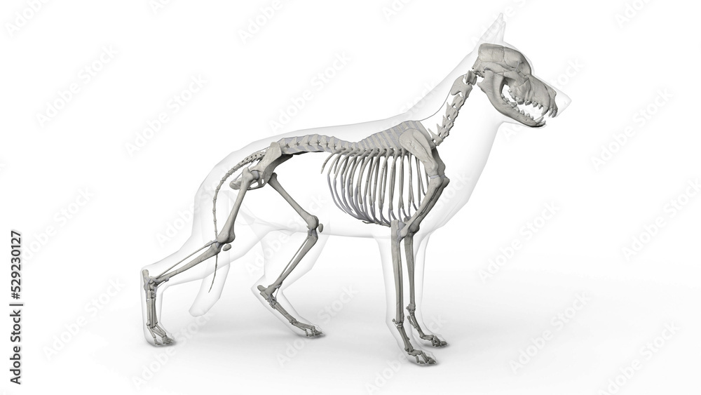 3D render of dog skeleton system anatomy with transparent body in clean white background