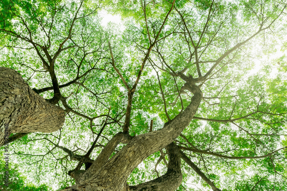 Bottom view of tree trunk to green leaves of tree in tropical forest with sunlight. Fresh environment in park. Green plant give oxygen in summer garden. Forest tree with small leaves on sunny day. Bottom view of tree trunk to green leaves of tree in tropical forest with sunlight. Fresh environment in park. Green plant give oxygen in summer garden. Forest tree with small leaves on sunny day.