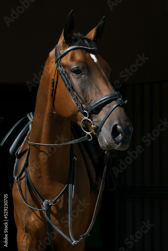 Portrait of a bay horse in ammunition on a black background