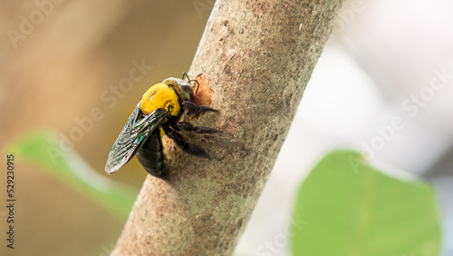 A yellow carpenter bee is perched on a branch and gnaws at the bark.