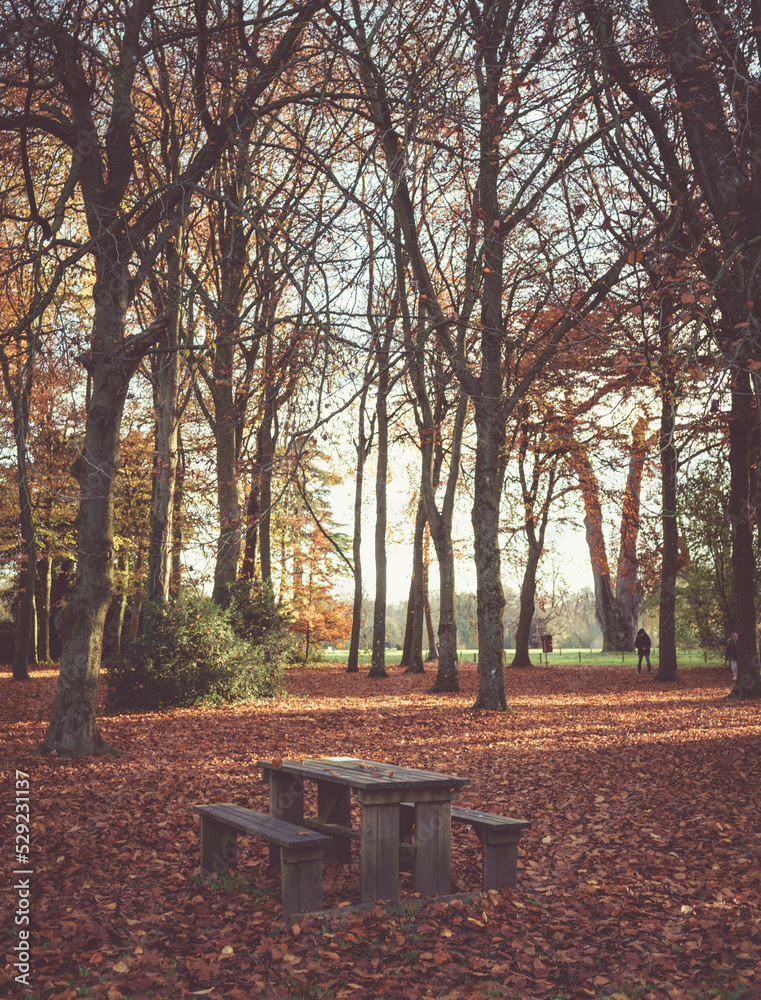 Autumn leaves and bench in woodland