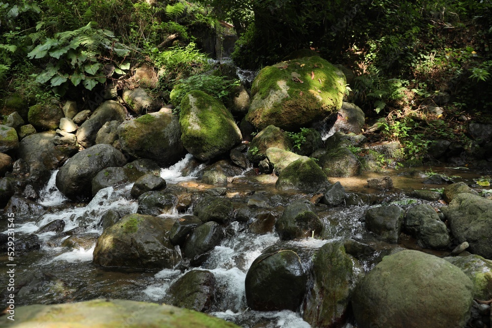 Picturesque view of mountain stream, stones and green plants in forest Picturesque view of mountain stream, stones and green plants in forest
