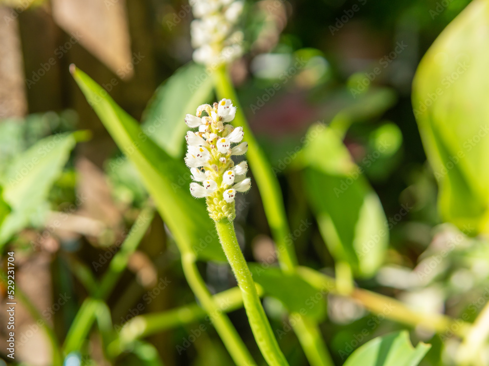 Obraz premium Flores de america central 