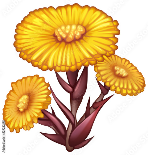 Tussilago farfara wildflowers .png on transparent background. Foalfoot yellow first spring flowers digital isolated drawing. Colt's foot orange blossoms. Field flower similar to dandelion or daisy
