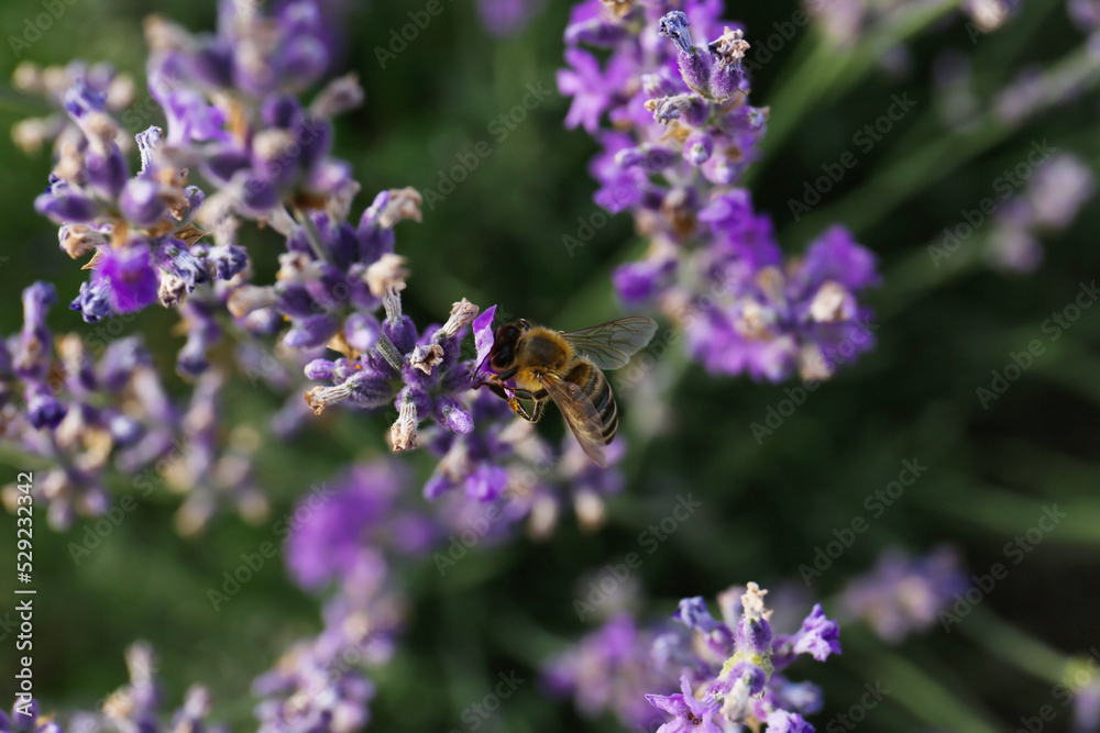 Top view of beautiful lavender flowers with bee in field, closeup Top view of beautiful lavender flowers with bee in field, closeup
