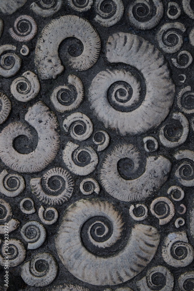 Pavement in shape of ammonites in Lyme Regis, Dorset Pavement in shape of ammonites in Lyme Regis, Dorset