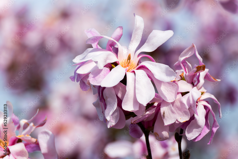 Obraz premium Pink And White Magnolia Blossoms In Spring