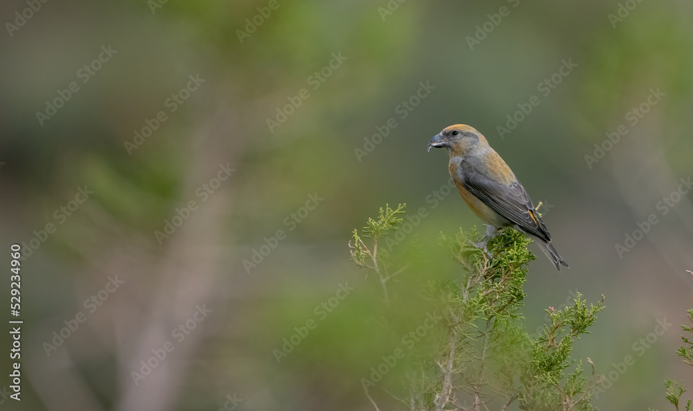 Red Crossbill (Moxia Curvirostra) perching on a tree Red Crossbill (Moxia Curvirostra) perching on a tree