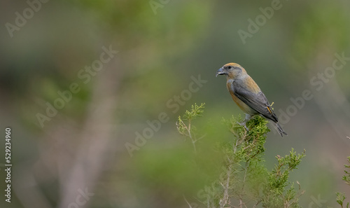 Red Crossbill (Moxia Curvirostra) perching on a tree
