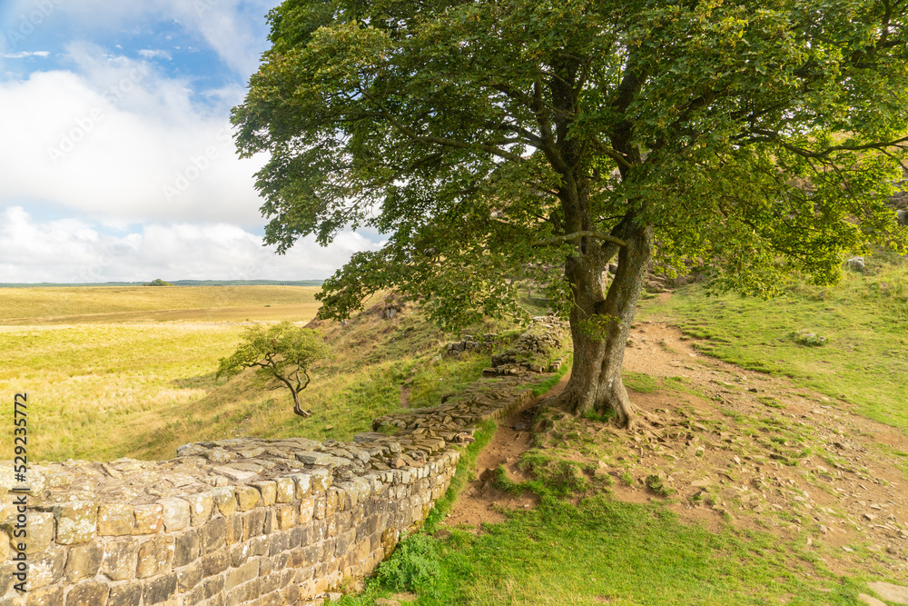 Sycamore Gap, the lone tree which is a landmark on the Hadrian's Wall trail in Northumberland