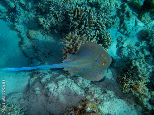 Stingray at the bottom of the Red Sea  Hurghada  Egypt