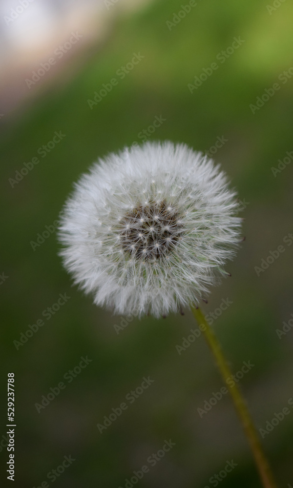 Diente de león