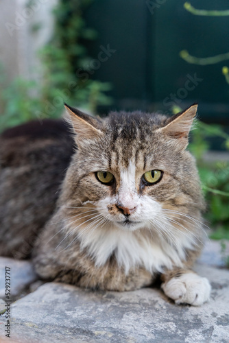 A cute cat with green eyes in Croatia