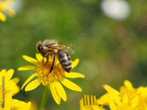 Pszczoła © EwaAF