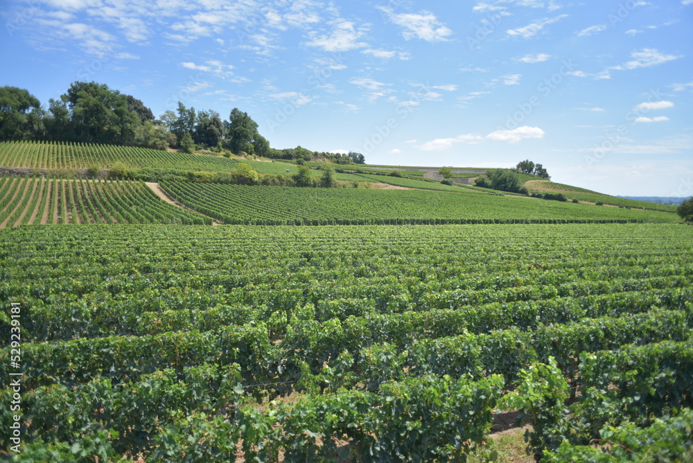 rows of vines in field