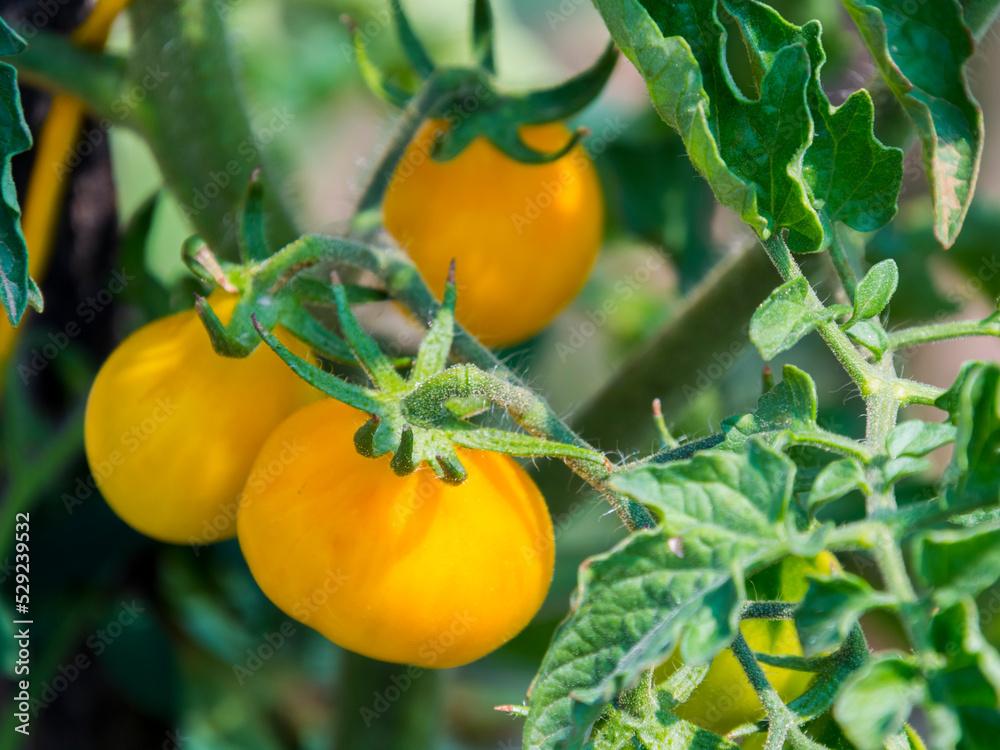 Tomatos are ripening in a summer garden