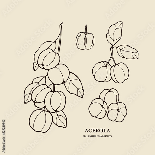 Hand drawn acerola branch illustration