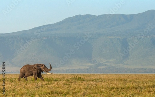 African elephants walking in the green meadow against the moutains background