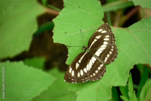 Closeup shot of a butterfly perching on green leaf. Common sailor (Neptis hylas), Himachal pradesh, India photo