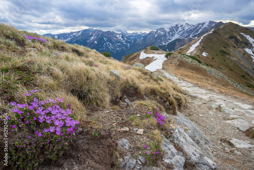 Fototapeta Naklejka Na Ścianę i Meble -  Primula minima purple mountain flowers in the Western Tatras.