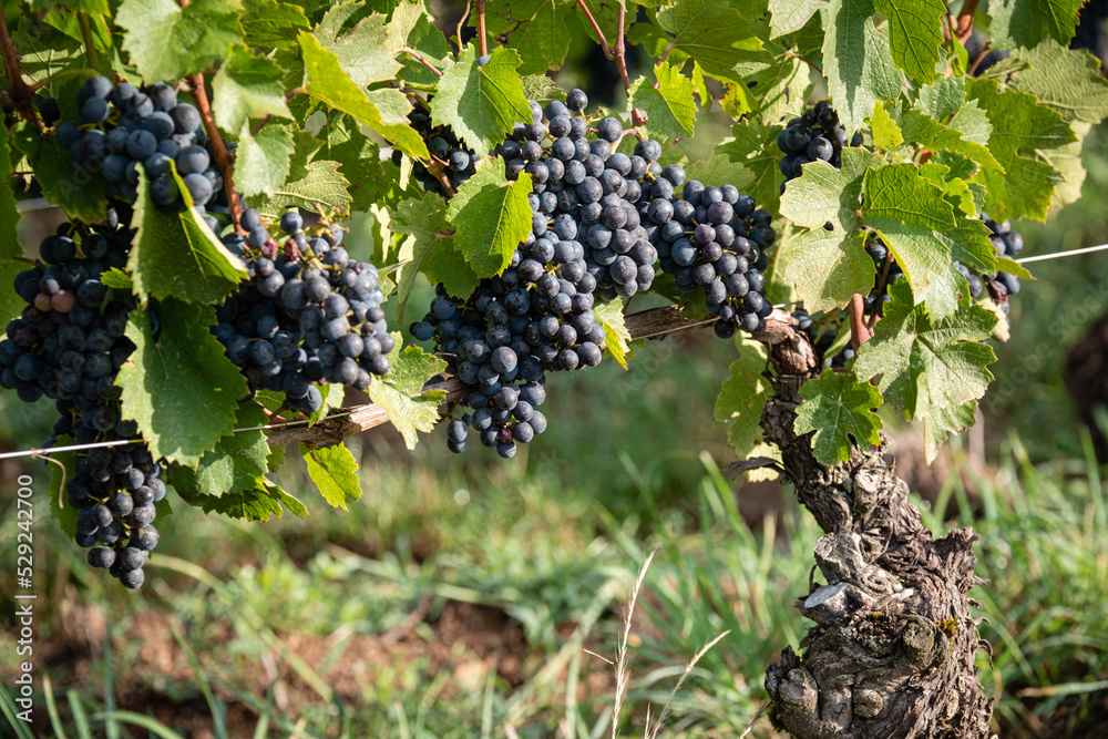 Des grappes de raisins dans une vigne du beaujolais avant les vendanges.
