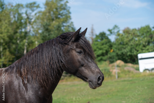 Beautiful black Canadian horse