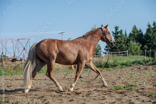 Chestnut quarter horse lunging outside in summer paddock.
