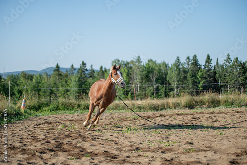 Chestnut quarter horse lunging outside in summer paddock.