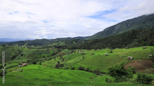 Time lapse of rice field with green layer color in rainy season at Pabongpaing, Chaingmai, Thailand. 4k video for create natural tourism content. 