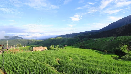 Time lapse of rice field with green layer color in rainy season at Pabongpaing, Chaingmai, Thailand. 4k video for create natural tourism content. 