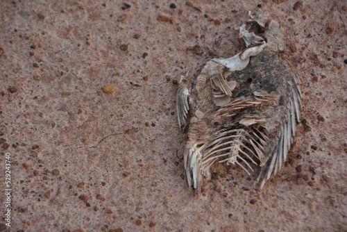 skeleton of the dead sea © Likhit Wongphen