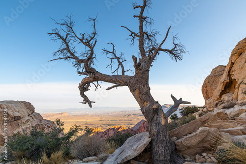 Old dead tree overlooking Las Vegas valley