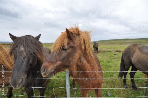 The Icelandic horse.
