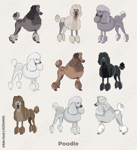 Poodle breed, dog pedigree drawing. Cute dog characters in various poses, designs for prints adorable and cute Poodle cartoon vector set, in different poses. All popular colors.