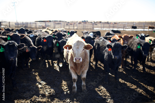 Cows in feedlot photo