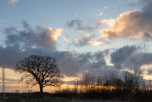 Silhouette of an oak tree with evening sky.