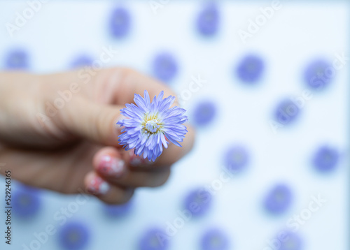 Top view of purple flower in the woman' hand on the white background and purple flowers. Woman hand hold purple flower. Beautiful female hand with lilac flower, top view.