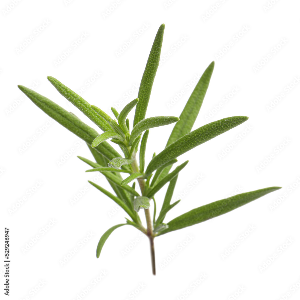 Fototapeta premium Aromatic rosemary sprig isolated on white. Fresh herb