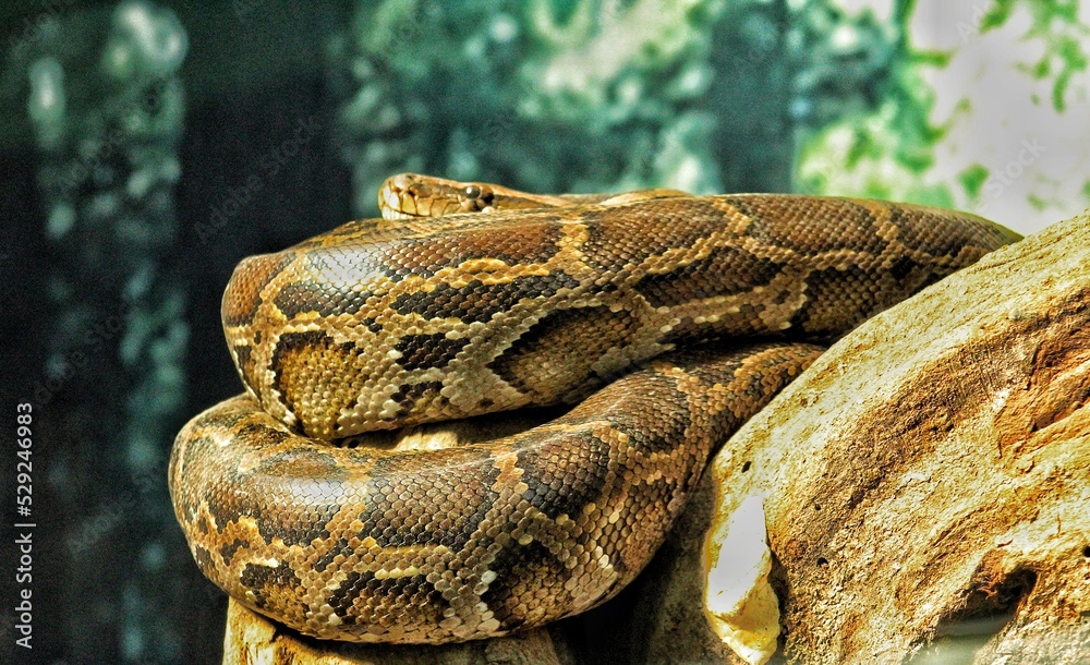 Obraz premium close up of a python