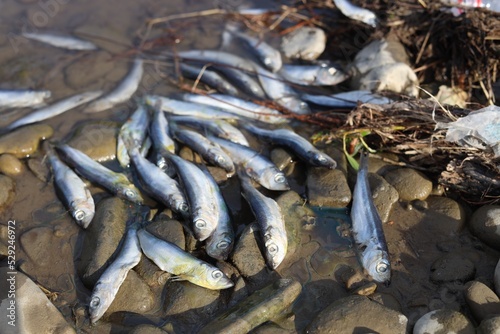 Dead fishes on stones near river. Environmental pollution concept