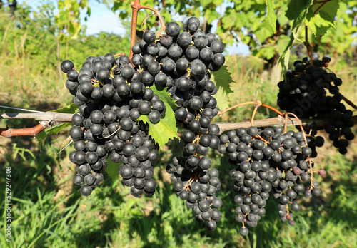 Black skinned Refosco Dal Peduncolo Rosso grapes hanging on vine. It's a native vine from the north east italian regions