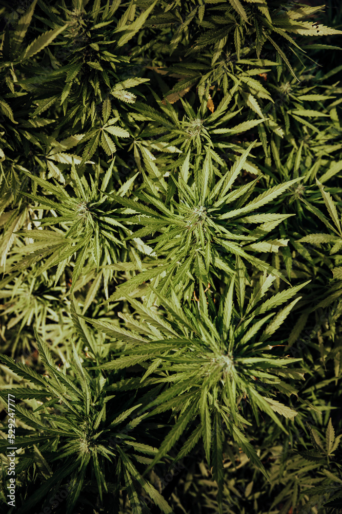 Bud growing on a marijuana plant in the process of flowering outdoors Bud growing on a marijuana plant in the process of flowering outdoors